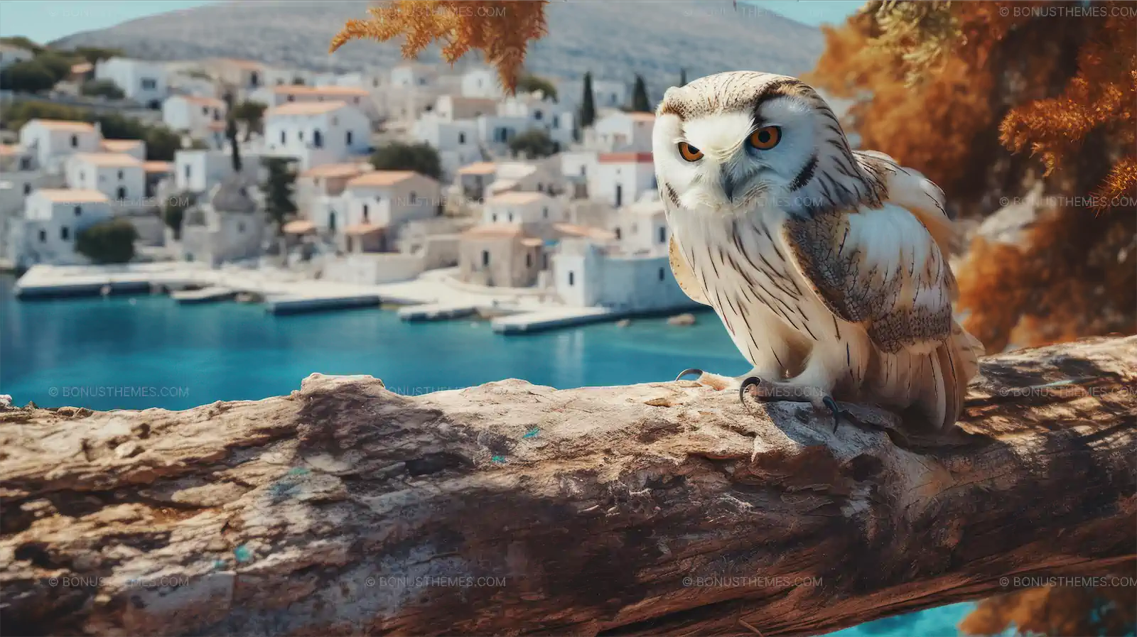 Aegean wildlife, owl on a wood